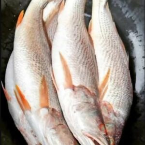 Croaker Fish, 1 carton