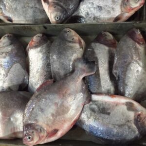 Owere Fish, 1 carton