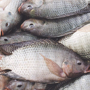 Tilapia Fish , 1 carton